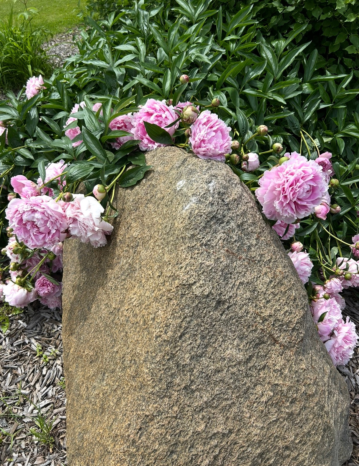 Peony