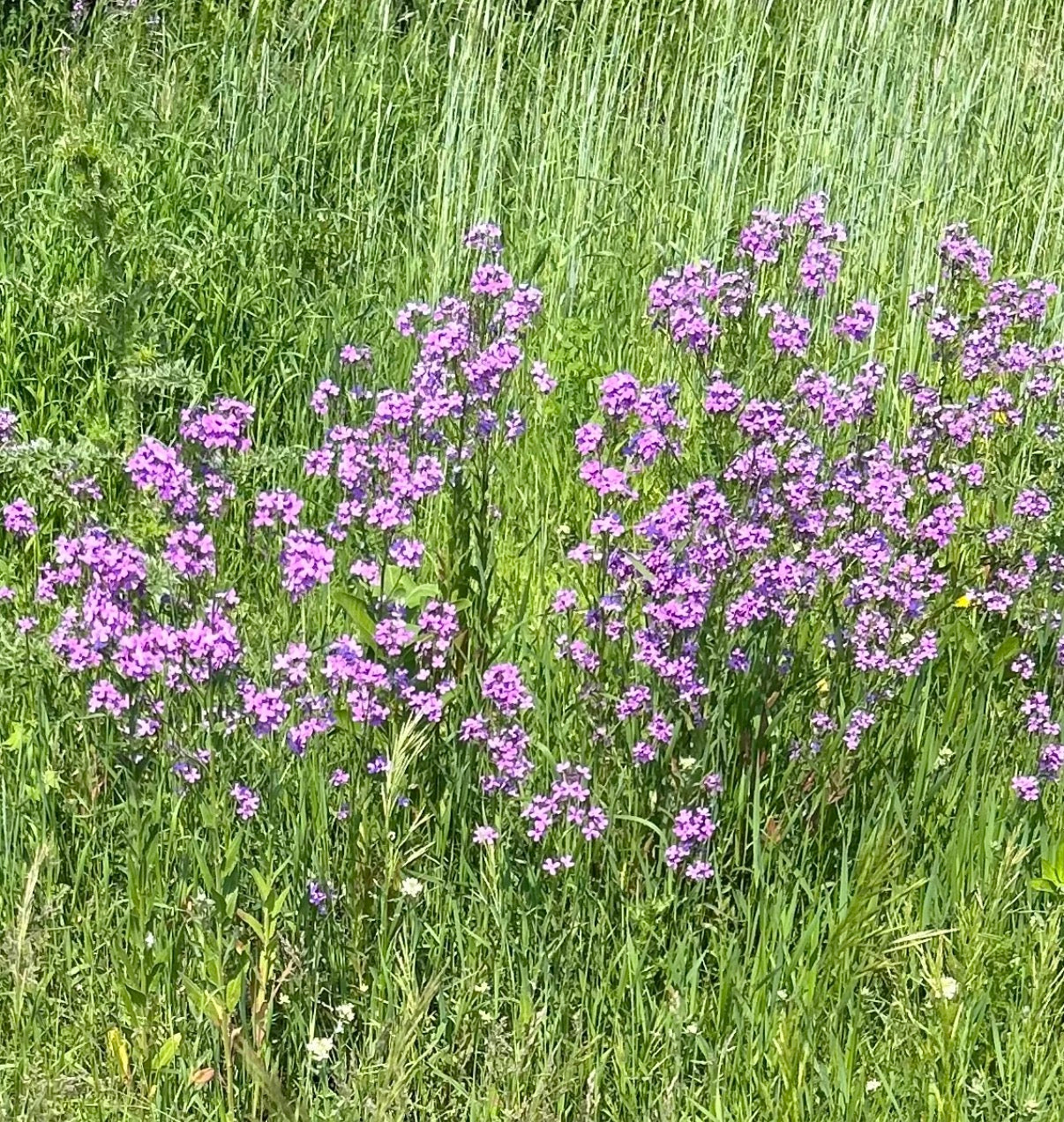 Wildflower