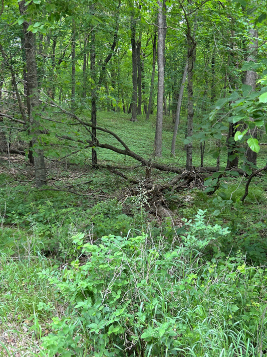 The Postcard Collection